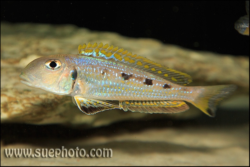 Xenotilapia singularis 'Ndole Bay'